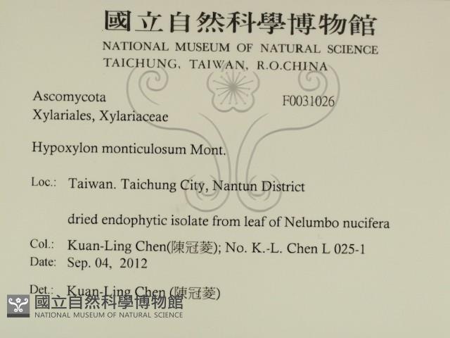 登錄號:F0031026藏品圖，第2張