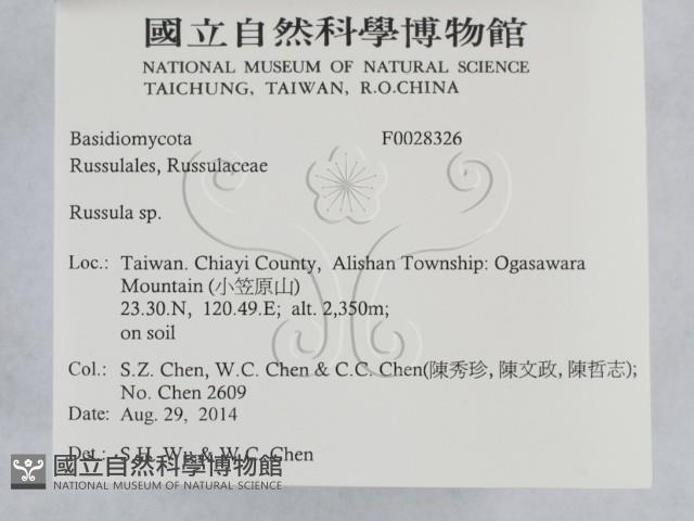 紅菇屬藏品圖，第2張