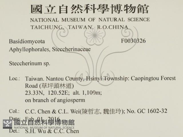 齒耳菌屬藏品圖，第2張