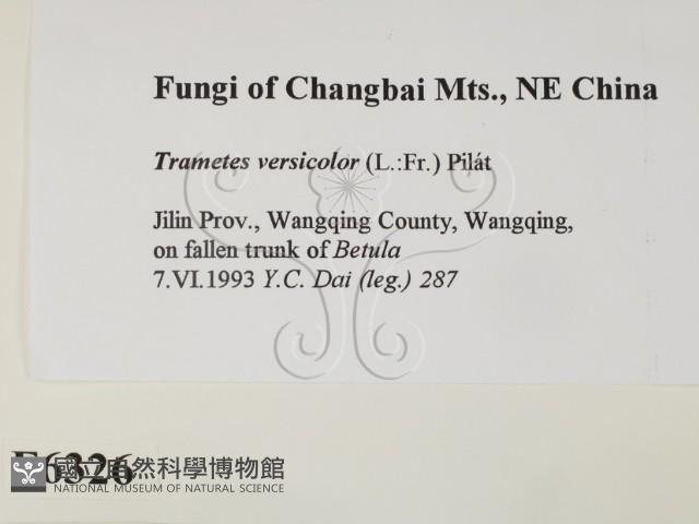 雲芝藏品圖，第2張