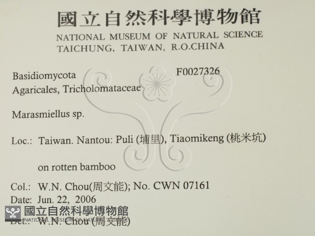 微皮傘屬藏品圖，第2張