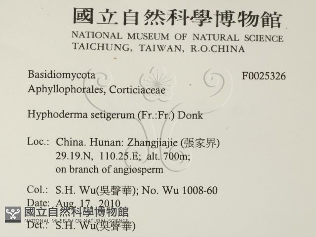 剛毛絲皮菌藏品圖，第2張