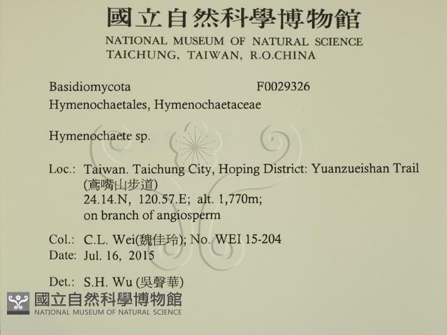 刺革菌屬藏品圖，第2張