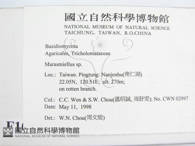 微皮傘屬藏品圖，第2張