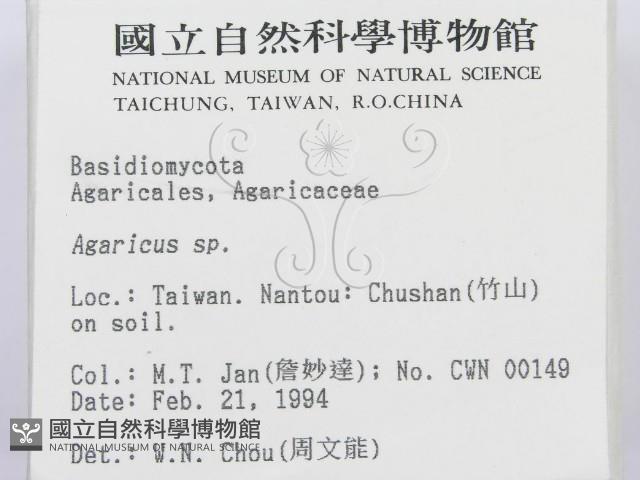 傘菌屬藏品圖，第2張