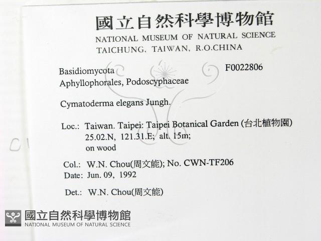 優雅波邊革菌藏品圖，第2張