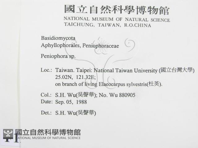 筍殼菌屬藏品圖，第2張