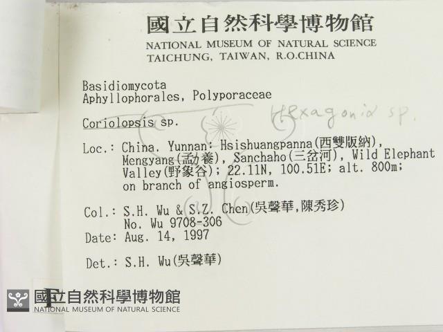 蜂窩菌屬藏品圖，第2張