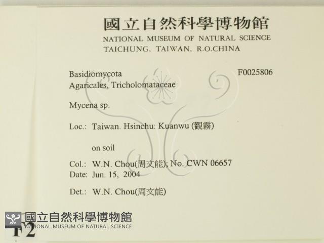 小菇屬藏品圖，第2張