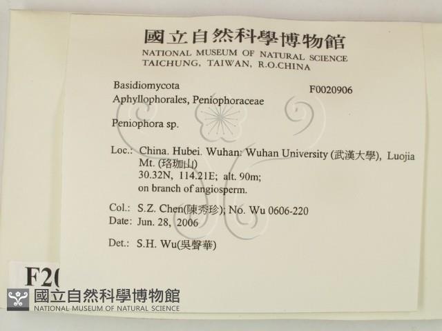 筍殼菌屬藏品圖，第2張