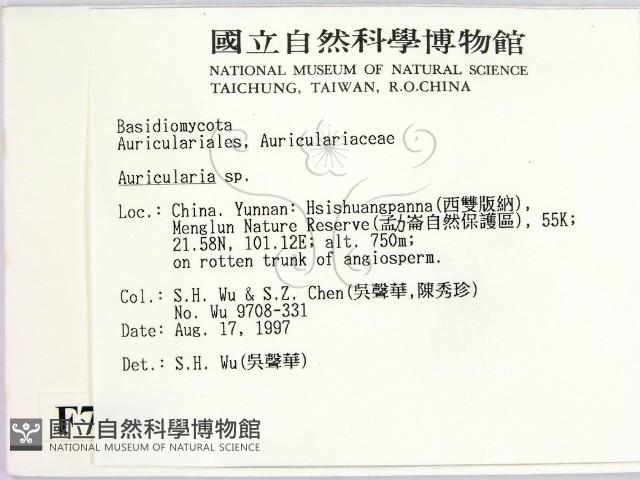 木耳屬藏品圖，第2張