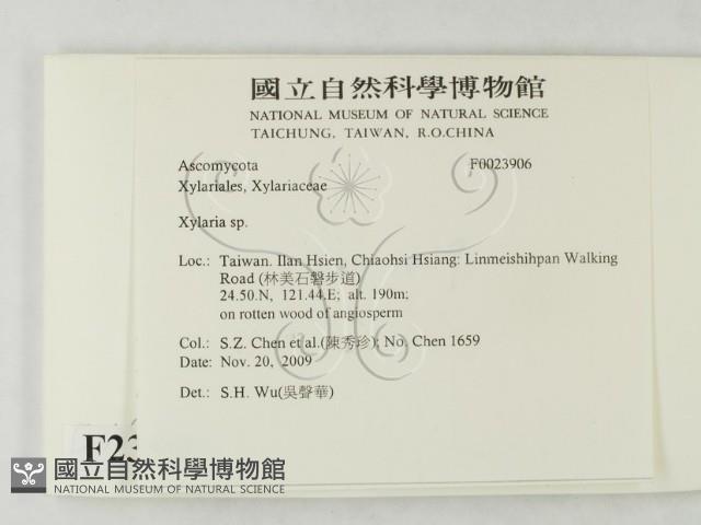 炭角菌屬藏品圖，第2張