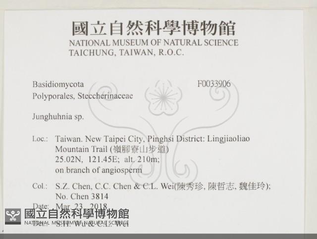 容氏菌屬藏品圖，第2張