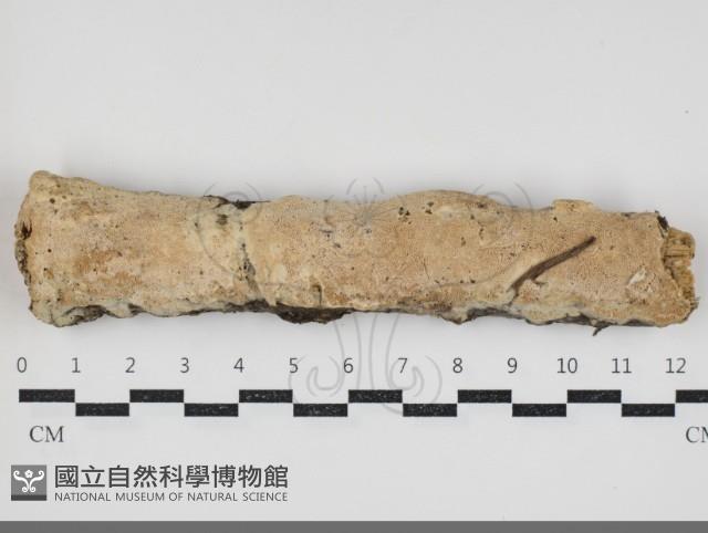 登錄號:F0034406藏品圖，第2張