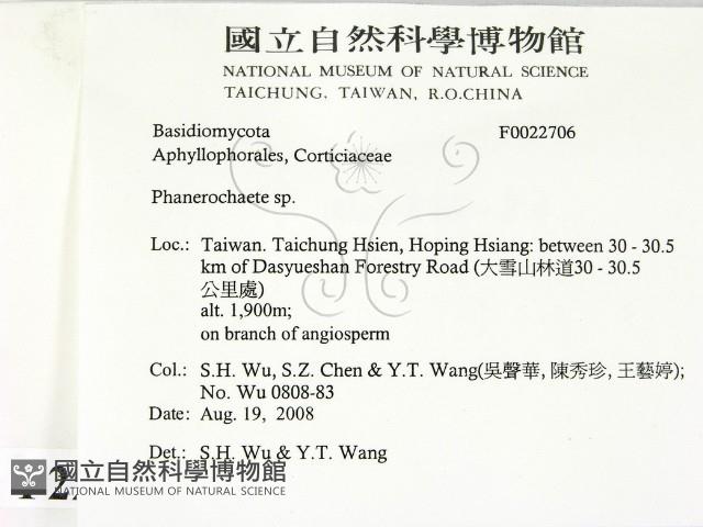 顯絲菌屬藏品圖，第2張