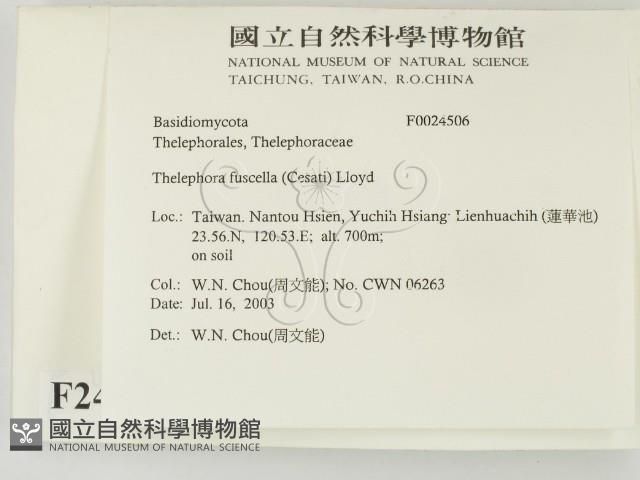 棕色革菌藏品圖，第2張