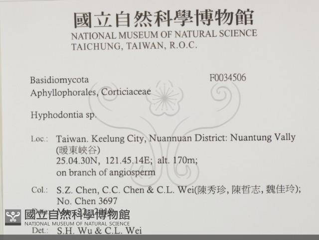 絲齒菌屬藏品圖，第2張