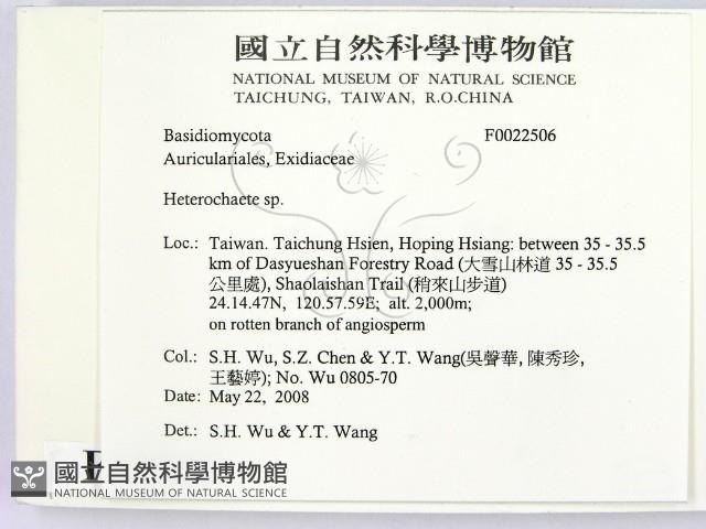 刺皮菌屬藏品圖，第2張