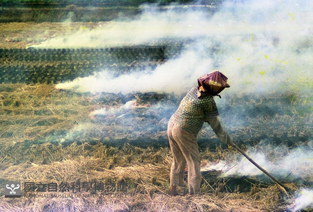 野燒（1950至2006年臺灣常民生活）藏品圖，第1張