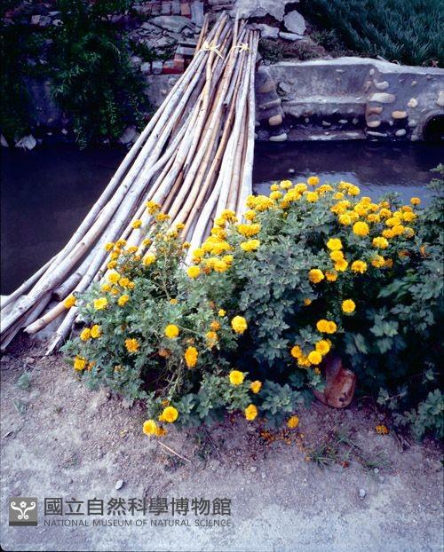 1950至2006年臺灣常民生活藏品圖，第1張