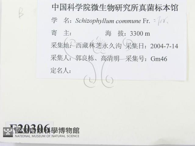 裂褶菌藏品圖，第2張