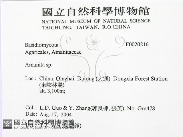 鵝膏屬藏品圖，第2張