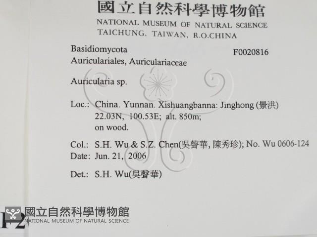 木耳屬藏品圖，第2張