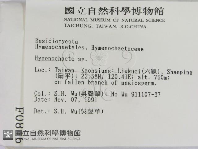 刺革菌屬藏品圖，第2張