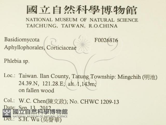 射脈菌屬藏品圖，第2張