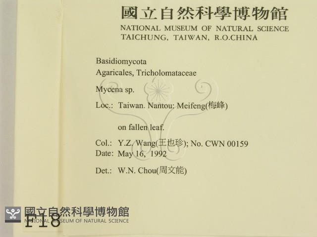 小菇屬藏品圖，第2張