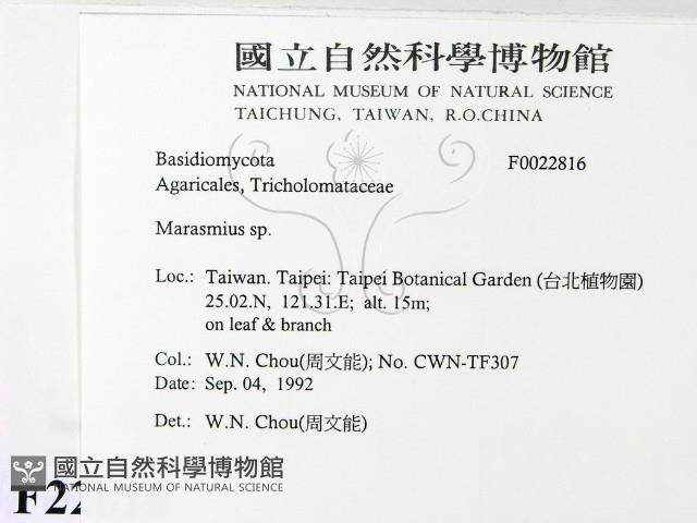 小皮傘屬藏品圖，第2張