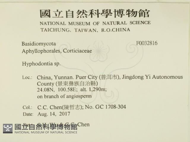 絲齒菌屬藏品圖，第2張