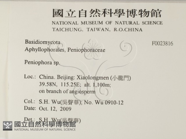 筍殼菌屬藏品圖，第2張