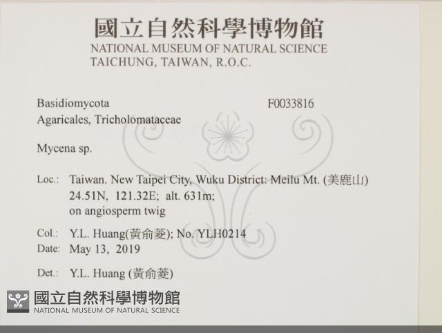 小菇屬藏品圖，第2張