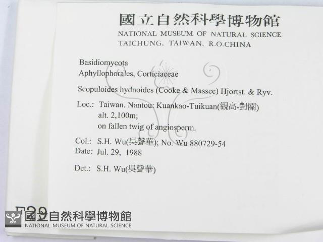 針齒銳岩菌藏品圖，第2張