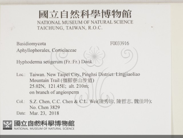 剛毛絲皮菌藏品圖，第2張