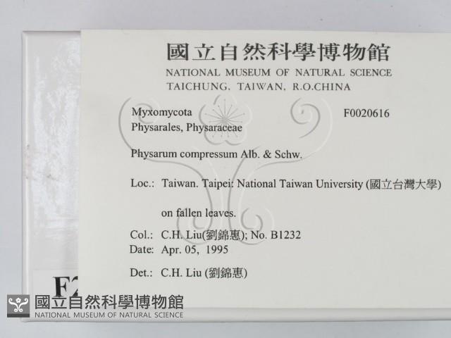 登錄號:F0020616藏品圖，第2張