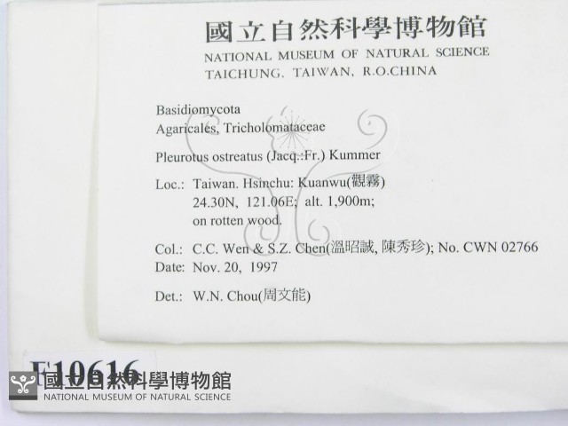 糙皮側耳藏品圖，第2張