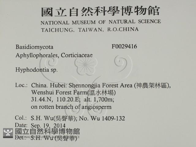 絲齒菌屬藏品圖，第2張