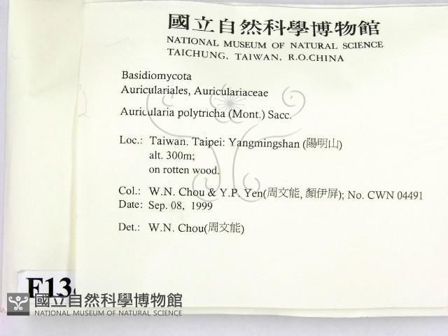 毛木耳藏品圖，第2張