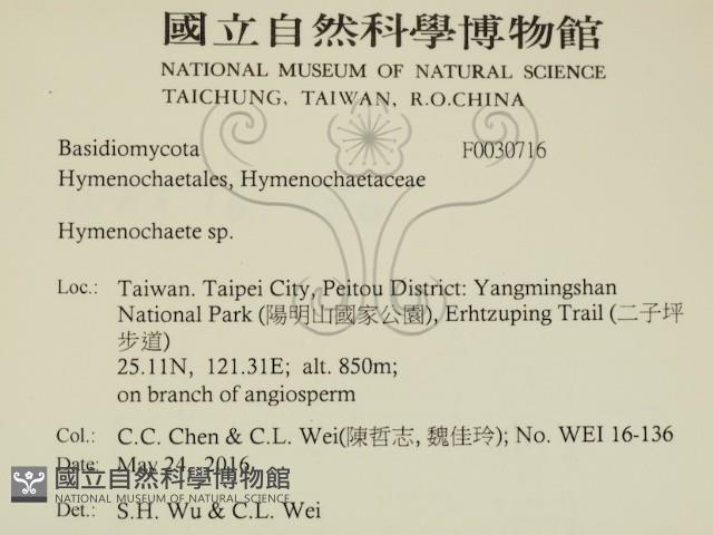 刺革菌屬藏品圖，第2張