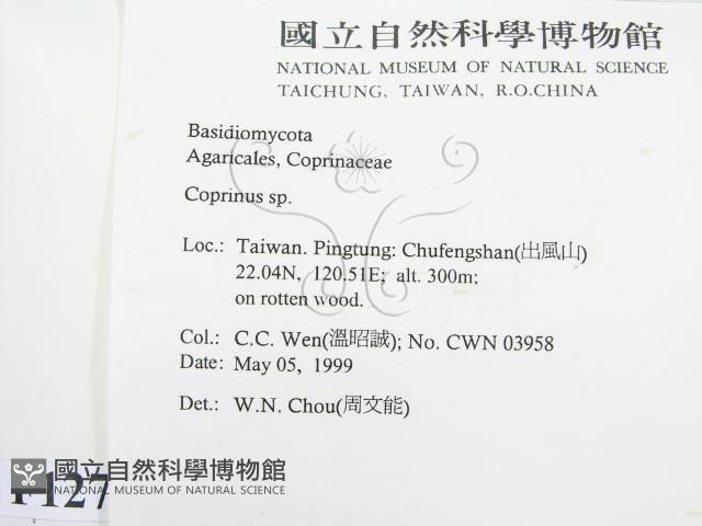 鬼傘屬藏品圖，第2張