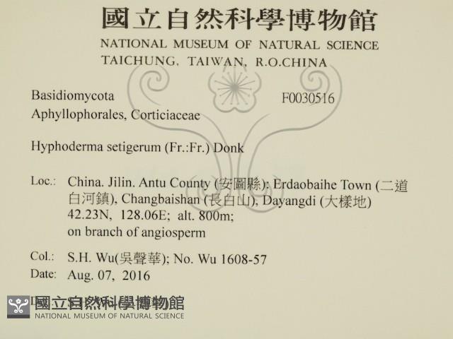 剛毛絲皮菌藏品圖，第2張