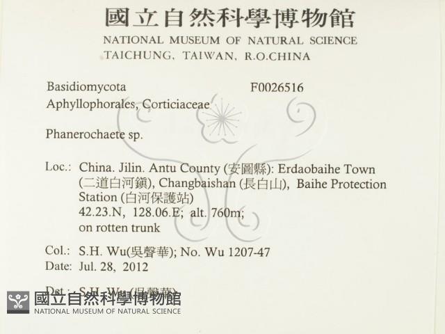 顯絲菌屬藏品圖，第2張