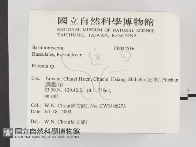 紅菇屬藏品圖，第2張