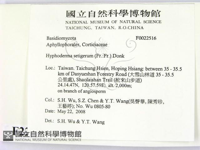 剛毛絲皮菌藏品圖，第2張