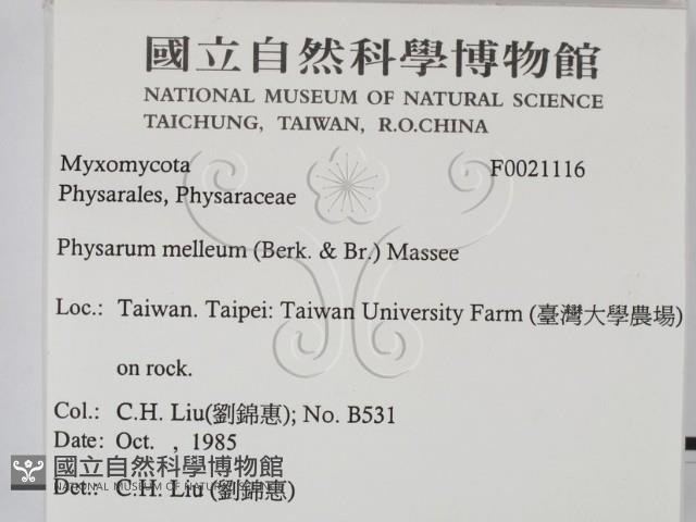 登錄號:F0021116藏品圖，第2張