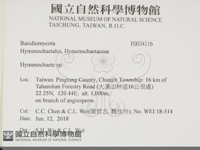 刺革菌屬藏品圖，第2張