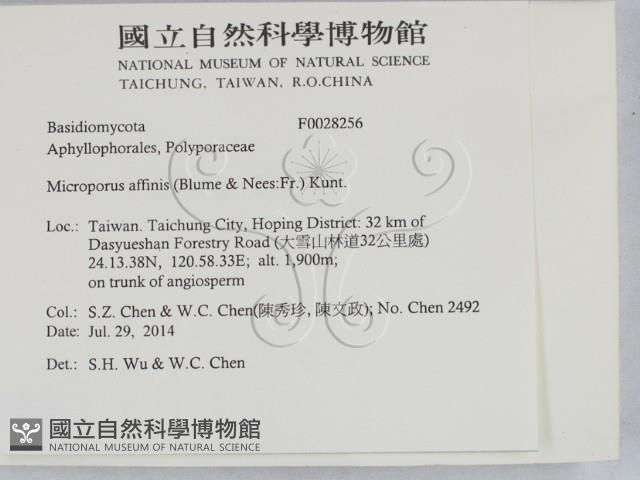 相鄰小孔菌藏品圖，第2張