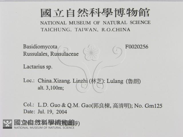 乳菇屬藏品圖，第2張